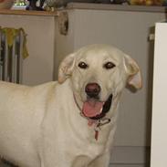 Labrador retriever Fie