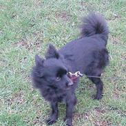Pomeranian Chippo (R.I.P)
