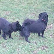 Pomeranian Chippo (R.I.P)