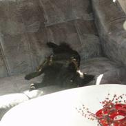 Pomeranian Chippo (R.I.P)