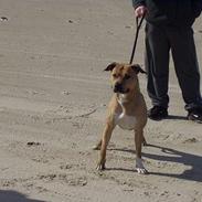 Amerikansk staffordshire terrier Zoltan