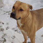 Amerikansk staffordshire terrier Zoltan