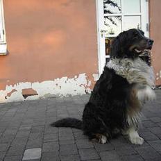 Blanding af racer Bolivar 