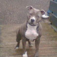 Amerikansk staffordshire terrier endless beauty(Diva)