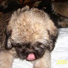 Blanding af racer Zitta