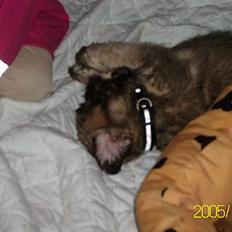 Blanding af racer Zitta