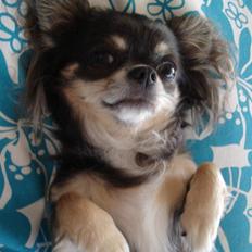 Chihuahua *Gorgeous <3*