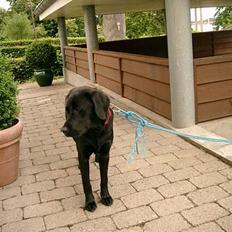 Labrador retriever Soffi<3