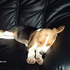 Beagle Trisse