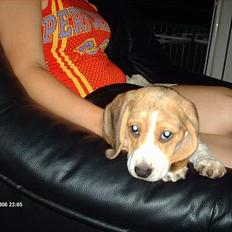 Beagle Trisse