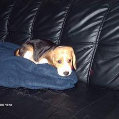 Beagle Trisse