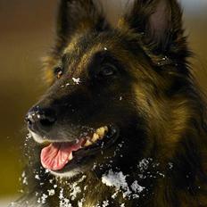 Belgisk hyrdehund Marizya