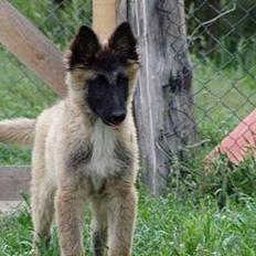 Belgisk hyrdehund Marizya