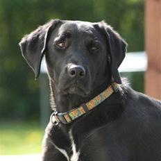 Blanding af racer Holly 2005-2020*