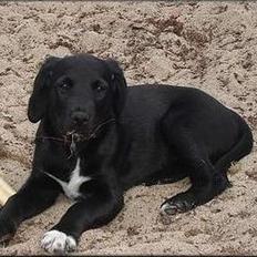 Blanding af racer Holly 2005-2020*