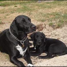 Blanding af racer Holly 2005-2020*