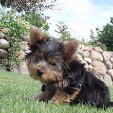 Yorkshire terrier Totter
