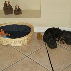 Yorkshire terrier Totter