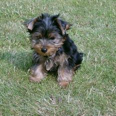 Yorkshire terrier Totter