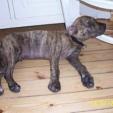 Amerikansk staffordshire terrier Castro