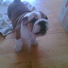 Engelsk bulldog Jimbo
