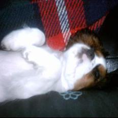 Cavalier king charles spaniel Munkebo's Fie RIP