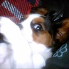 Cavalier king charles spaniel Munkebo's Fie RIP