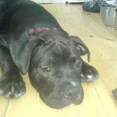 Amerikansk staffordshire terrier shila (Er i hundehimlen)