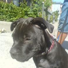 Amerikansk staffordshire terrier shila (Er i hundehimlen)