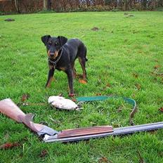 Tysk jagtterrier Ayo