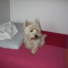 West highland white terrier cezar