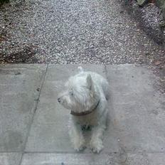 West highland white terrier walter