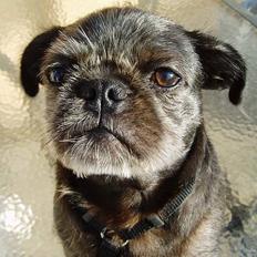 Mops / Griffon.....Otto