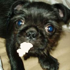 Mops / Griffon.....Otto