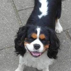 Cavalier king charles spaniel Malte