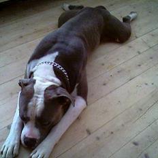 Amerikansk bulldog Batman