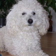 Dværgpuddel charlie