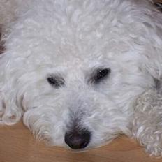 Dværgpuddel charlie