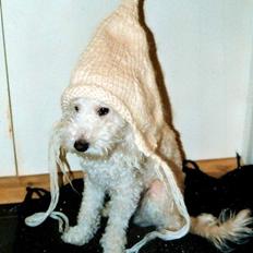 Dværgpuddel charlie