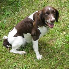 Kleiner münsterländer Tasha