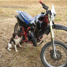 Kleiner münsterländer Tasha