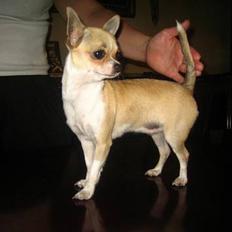 Chihuahua Ella van`t Land van Aalst