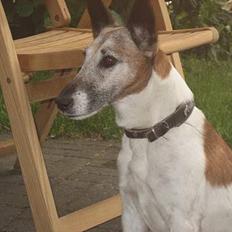 Glathåret foxterrier BOB