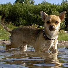 Chihuahua Elba van`t Land van Aalst