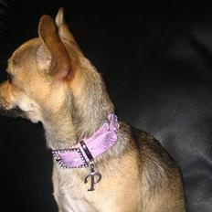 Chihuahua Elba van`t Land van Aalst