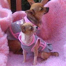 Chihuahua Elba van`t Land van Aalst