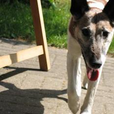 Glathåret foxterrier BOB