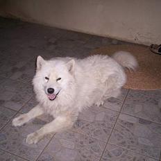 Samojedhund Flax **død**