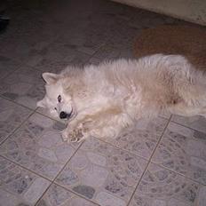 Samojedhund Flax **død**