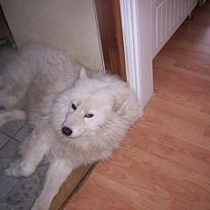 Samojedhund Flax **død**